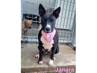 JANARA