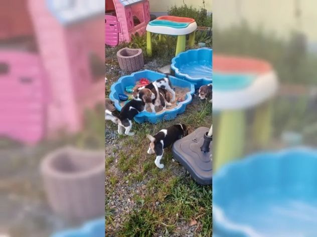 Dolcissimi cuccioli di Beagle - Foto 5