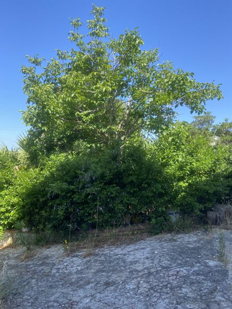 Villa bifamiliare Cinisi - Foto 4