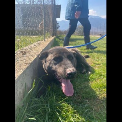LEO, simil labrador, CANE IN ADOZIONE - Foto 2