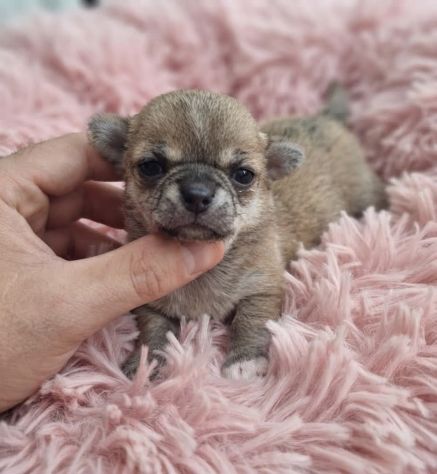 Dolcissimi chihuahua pedigree enci - Foto 2