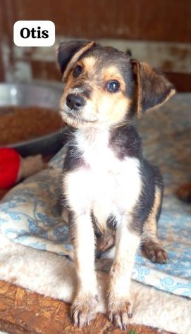 Otis cucciolo taglia medio piccola