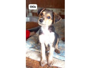 Otis cucciolo taglia medio piccola