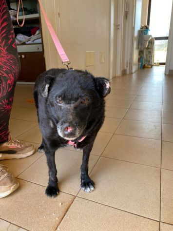 Ninuccia la piccola cagnolina in cerca di una famiglia - Foto 4