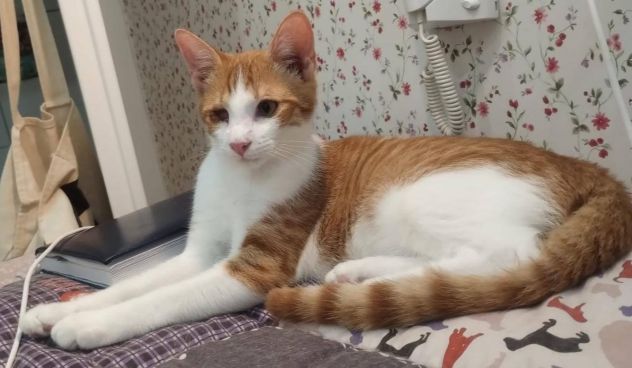 Rossino gattino - Foto 5