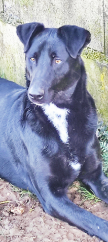 CANE IN ADOZIONE: ARON - Foto 5