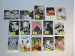 CARTOLINA MAIALI MAIALINI 10 X15 collezione vintage scegli la preferita