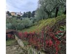 Casa singola in vendita a San Miniato 230 mq  Rif: 1224947