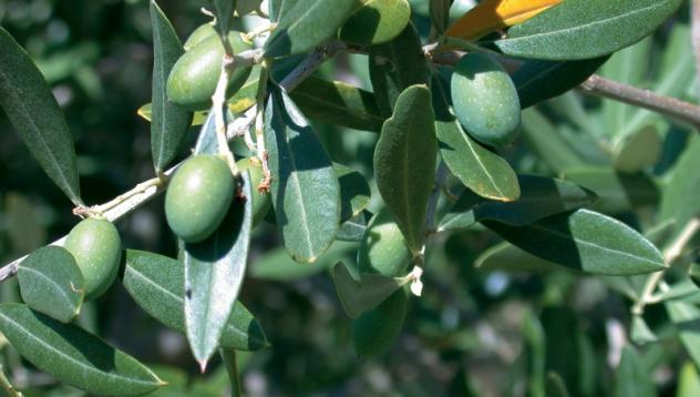 Collina di Camaiore vendesi oliveto con annesso agricolo - Foto 3