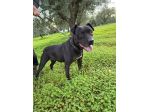 Yuma buonissima Pitbull giovane trascinata da 1auto,salvata 1anno fa. CALABRIA