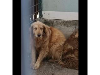 MERLINO E ANACLETO FRATELLI INSEPARABILI CANI IN ADOZIONE DI COPPIA