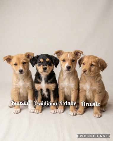 Regalo cuccioli - Foto 2