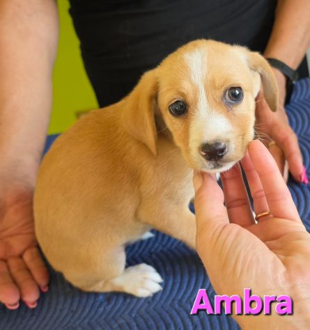 AMBRA,cucciola mix volpino breton - Foto 4