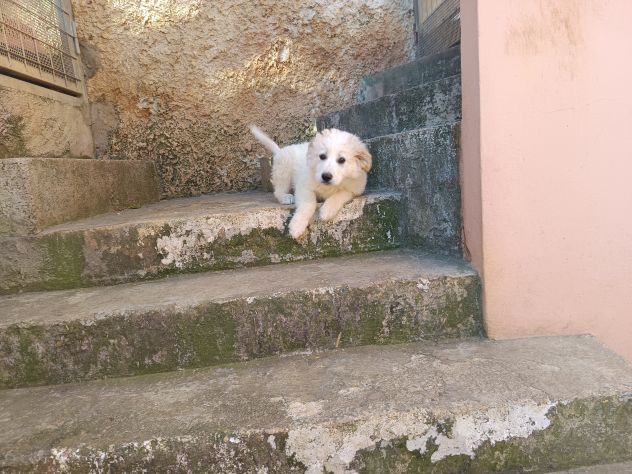 Regalo cuccioli - Foto 5