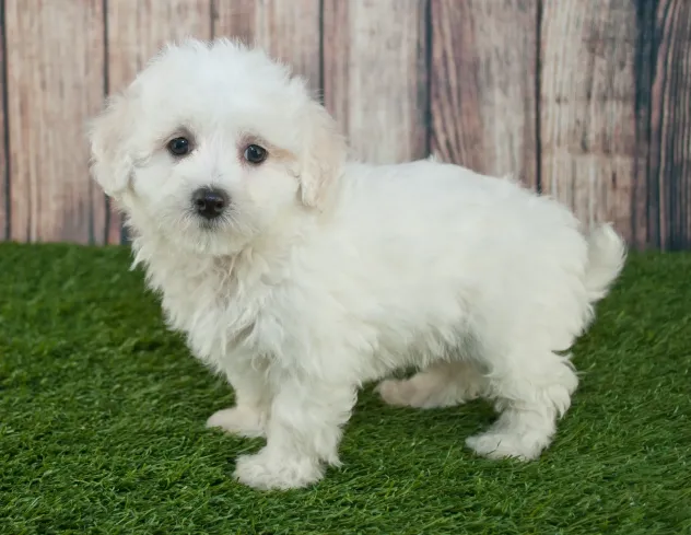 maltese