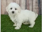 maltese