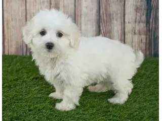maltese