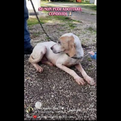 THEO IMPAURITO DAL CANILE CANE IN ADOZIONE - Foto 2