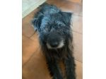 Barbetto spinone cerca famiglia