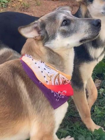Teseo cucciolo di 1 anno cresciuto in canile - Foto 2