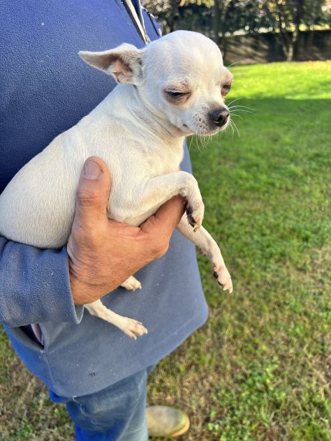 Chihuahua Femminuccia Bianca - Foto 2