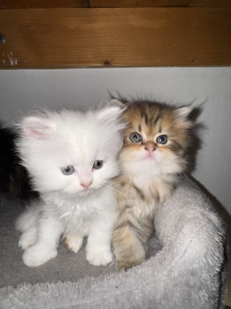 Gatto - Foto 4