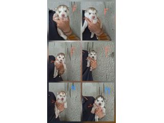 Cuccioli husky siberiano