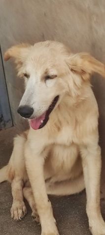 CUCCIOLO IN ADOZIONE: CECCO - Foto 8