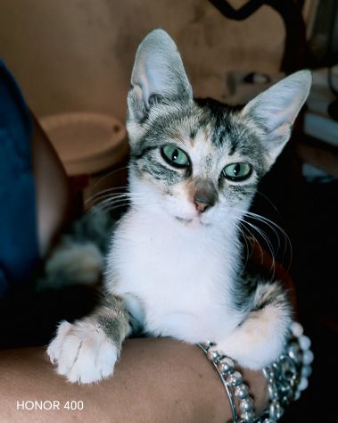 Regina, una gattina ancora da salvare...