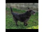 CAGNOLINO IN ADOZIONE
