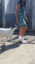 ELLEN E ALICE, dolci cagnoline - Foto 5