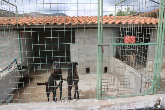DEA E ZEUS 14 ANNI taglia media - Foto 9