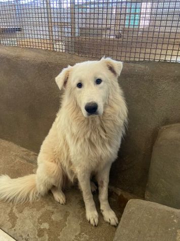 OWELL cerca SALVEZZA dal canile eterno CANE IN ADOZIONE - Foto 8