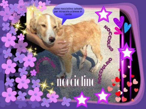 Cani urgentissimi II - Foto 4