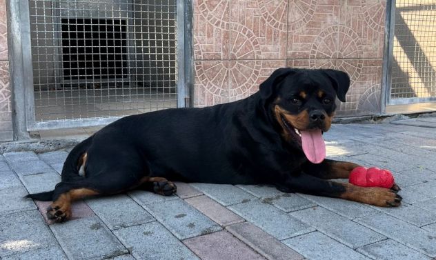 LESLIE BELLISSIMA ROTTWEILER - Foto 4