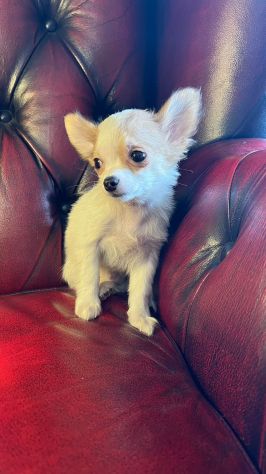 chihuahua toy pelo lungo - Foto 4