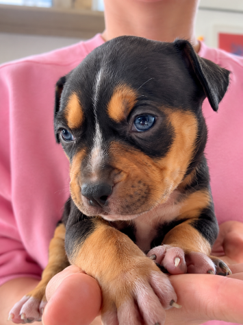 Pitbull cuccioli Tricolor