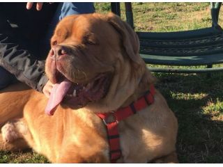 THOR, stupendo Dogue de Bordeau