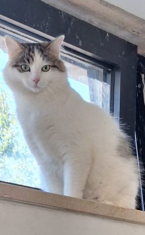 Dafne gattina dal manto bianco e grigio - Foto 2