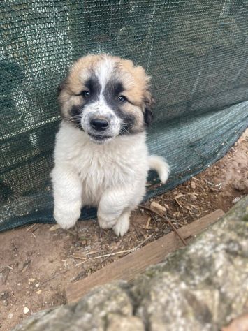 Lillino cucciolo - Foto 3