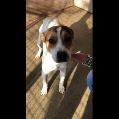 CAIO, cerca salvezza dal canile, cane in adozione tg medio piccola - Foto 3
