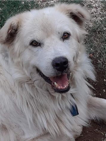 CANE IN ADOZIONE: GREG