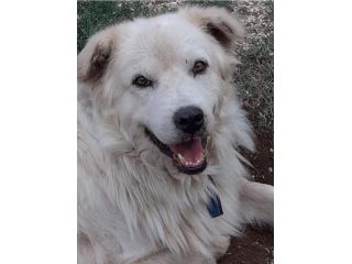 CANE IN ADOZIONE: GREG