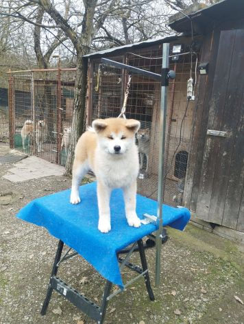 Cucciola di Akita Inu femmina con pedigree ENCI - Foto 7