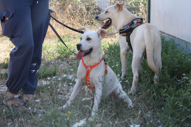 Cucciola meravigliosa attende una famiglia, adotta un cane dal canile. - Foto 3