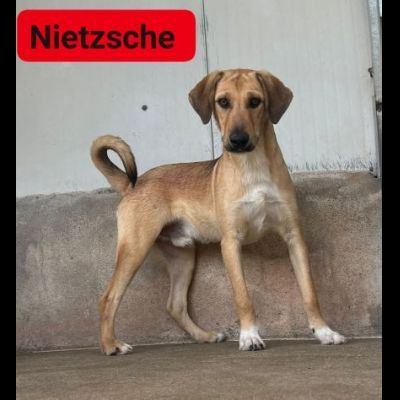 CUCCIOLI IN ADOZIONE - Foto 5