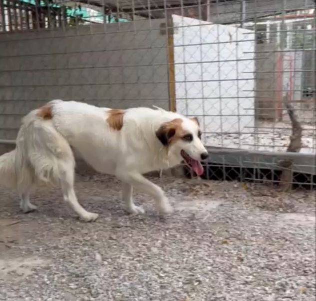 Sofia: amichevole e tranquilla, dolce con tutti - Foto 4