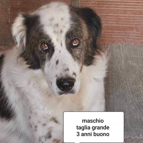 CANI IN ADOZIONE URGE AIUTARLI - Foto 7