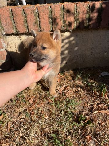 Cuccioli Shiba Inu meravigliosi - Foto 3