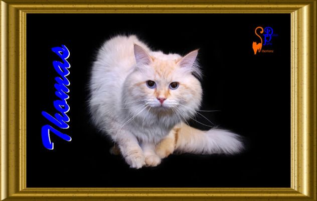 CUCCIOLI GATTO SIBERIANO IPOALLERGENICO DOLCISSIMI- ITALIA - Foto 5